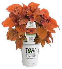 Image result for Coleus goetzenii