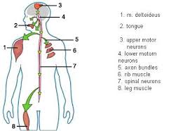 Diagnosed With Als Frequently Asked Questions Nervous System Disorders And Diseases Articles Body Health Conditions Center Disease Awareness Nursing Notes Disease