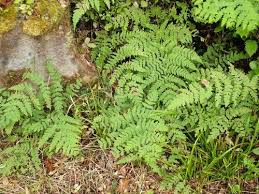 Image result for Histiopteris