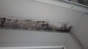 How to get mold out of clothes. Indoor Mold Wikipedia