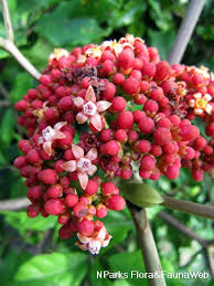 Image result for Leea guineensis