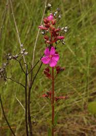 Image result for Heterotis canescens