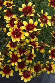 Coreopsis Bengal Tiger Types Of Flowers Plant Breeding California Plants