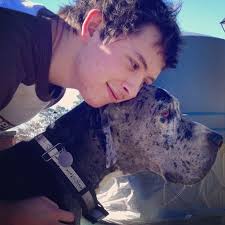 Harlow and Calvin. Great Dane Love. Merle.