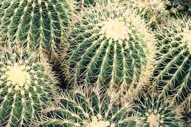 Semillas de cactus asiento suegra. áˆ Echinocactus Grusonii Asiento De Suegra 2021
