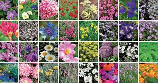 Free online quiz nomi di fiori in italiano n.29. Oferte Exclusive Super Speciale CumpÄƒrÄƒ Elenco Nomi Fiori E Piante Amazon Centrulgermanbistrita Ro
