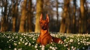خلفيات دوبرمان Hd Dogs Dog Wallpaper Animals
