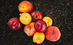 Fruit of the poisonous tree is a legal metaphor used to describe evidence that is obtained illegally. 8 Fruits And Vegetables With A Poisonous Side