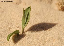 Image result for Ophioglossum polyphyllum