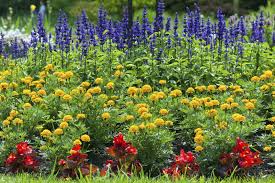 Maybe you would like to learn more about one of these? Marigold Plant Companions Learn About Marigold Companion Planting