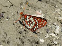 Image result for Chaseella pseudohydra