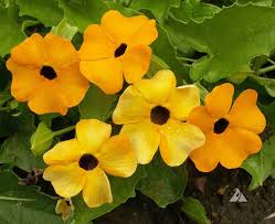 Image result for Thunbergia alata