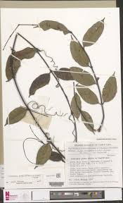 Image result for Landolphia glabra