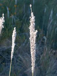 Image result for Digitaria appropinquata