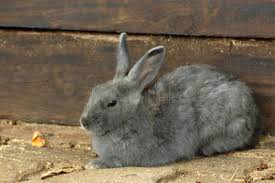 Image result for tbn:nuNU7FPK4A54yM::rvforsaleguide.com/images/bunny-resting-picture.jpg