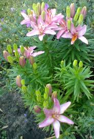 Lillies In My Garden Container Gardening Flowers Garden Flower Beds Lily Garden