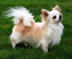 The Cutest Long Haired Chihuahua Pictures Chihuahua Breeds Chihuahua Dog Pictures Long Haired Chihuahua Puppies