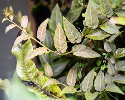 Image result for Solanum sp. A