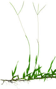 Image result for Digitaria longiflora