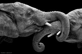 Beautiful Black And White Elephant Pictures 25 Best Black And White Photography Examples And Tips For Beginners Read Full Article Animals Black And White Elephant Black And White Elephant Photography