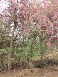 Image result for Securidaca longepedunculata