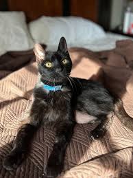 Image result for tbn:XlKqJDikDsTDFM::i132.photobucket.com/albums/q36/queen-elarab/cats/22.jpg