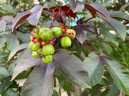 Image result for Jatropha seineri