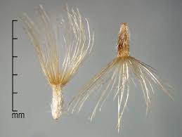 Image result for Tridax