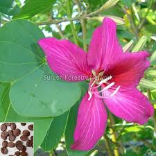 We did not find results for: Ornamental Flowering Trees Small Flowering Trees Flowering Trees Seeds Suppliers
