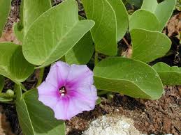 Image result for Ipomoea venosa
