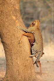 We wanted to take the best photograph ever taken in myanmar. How To Photograph Luangwa S Famous Leopards Travel Africa Magazine