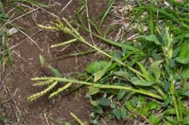 Image result for Urochloa panicoides