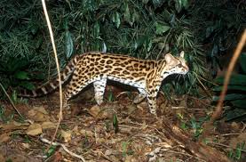 A amazônia é a maior área contínua de floresta tropical da terra e serve como um dos últimos refúgios da vida selvagem. Animais Em Extincao Na Floresta Amazonica Toda Materia