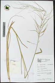 Image result for Lipocarpha chinensis