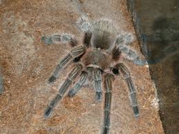 Pin By Sonya G Fuentes On Tarantulas In 2020 Pet Tarantula Tarantula Pets