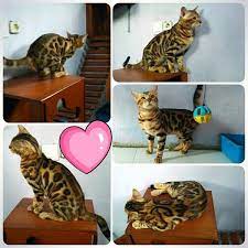 2,637 likes · 6 talking about this · 7 were here. Jual Jual Kucing Bengal Di Lapak Ase Cellular Bukalapak