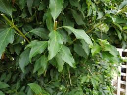 The juices may be on clothing or the fingers. Poison Ivy Identification After Rash Bbc Gardeners World Magazine