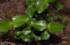 Image result for Hyperacanthus microphyllus