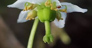 Image result for Pearsonia uniflora