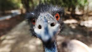 You Talkin To Me This Is The Great Evil They Were Fighting Against In The Emu Wars It S In His Eyes Picture Brendan Radke Emu War War Emu