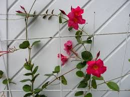 The dipladenia plant is a bushy plant. File Dipladenia Sanderi Jpg Wikipedia
