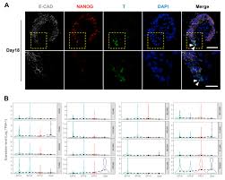 We did not find results for: Fig S2 Induction Of The Primitive Streak A Representative If Download Scientific Diagram
