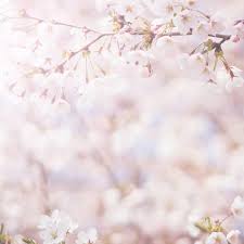 Sakura Room Fragrance Oil In 2021 Cherry Blossom Art Spring Aesthetic Japanese Cherry Blossom