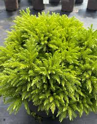 Image result for Cryptomeria japonica