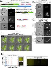 Animal cell wall is made up of rnase. A Proteobacterial Rna Degradosomes Assemble Liquid Liquid Phase Separated Rnp Bodies Biorxiv