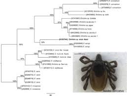 Ticks Rickettsial And Erlichial Infection In Small Mammals From Atlantic Forest Remnants In Northeastern Brazil Sciencedirect