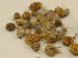Image result for Inula