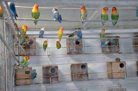 Harga kandang ternak koloni lovebird,kenari dll. Plus Minus Ternak Lovebird Di Kandang Koloni Burungmaster Official