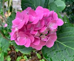 Image result for Hydrangea
