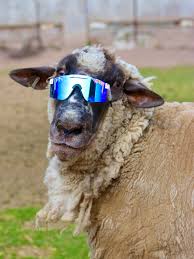 But, others have indicated that pit viper were probably hacked. Pit Viper On Twitter To Everyone Asking Us To Restock Here You Go We Have Restocked And Introduced 8 Styles In The Last 2 Weeks But Waited Until They Were All Here